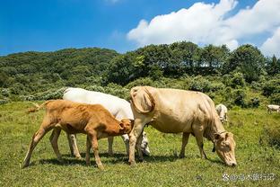 王猛：克莱转变提醒我们勉强没好结果 选择正确方式比坚定更重要